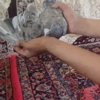 کبوتر