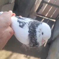 کبوتر سرور طوقی برای فروش