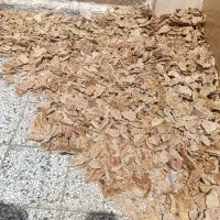 نان خشک ضمانتی