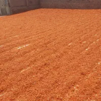 تفاله گوجه