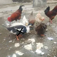 فروش مرغ و خروس واردک