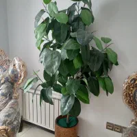 گلدان
