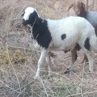 بز و کهره