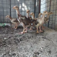 ۷ عدد جوجه لاری افغان اصیل