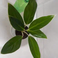 گلدان گل طبیعی
