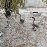 قوغاز بالغ تخم گزار