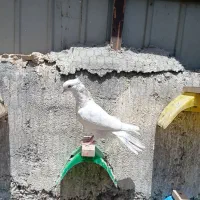 کفتر پرشی
