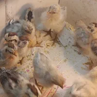 تعدادی محدود جوجه براکل یک ماه برای فروش موجود است