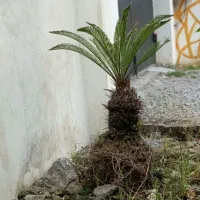 سیکاس