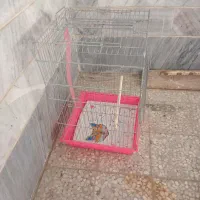 قفس کاسکو