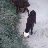 بره  نر و ماده