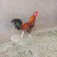 خروس