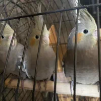 عروس هلندی