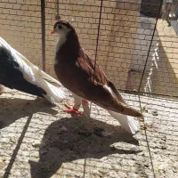 چپ سیاه ساده سیاه
