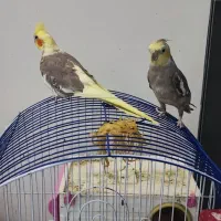 عروس هلندی سخن گو