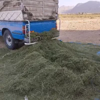 فروش یونجه