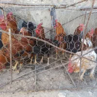 مرغ خروس محلی محلی اصل جوان