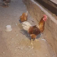 مرغ و خروس لهمن