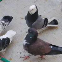 کفتر گم شده