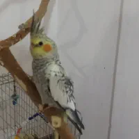 عروس هلندی گلباقالی بامزه