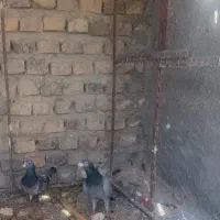 کبوتر