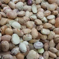 لوبیا چیتی سالم و شکسته