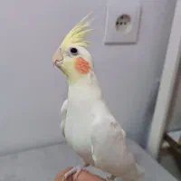 عروس هلندی