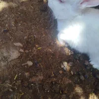 خرگوش|موش و خرگوش|چرام, |دیوار