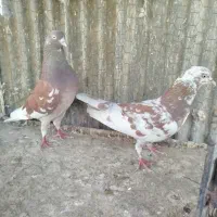 کبوتر کفتر انگلیسی