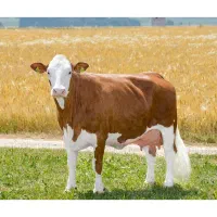 تلیسه گوساله سیمینتال نر فروشی داری پیام