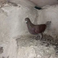 کفتر|پرنده|سرداران, |دیوار