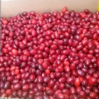ذغال اخته الموت درجه یک