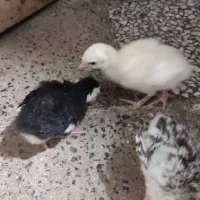 فروش جوجه برهما لایت اصل رومانی