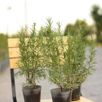 رزماری گلدانی ۶۵