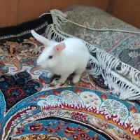 خرگوش