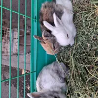 لوپ|موش و خرگوش|نظرآباد, نظرآباد|دیوار
