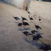 بقلمون نر و ماده