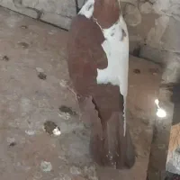کبوتر کفتر