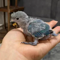 جوجه طوطی برزیلی سرلاکی