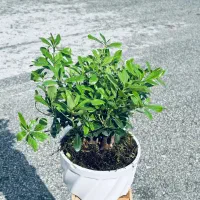 بونسای|گل و گیاه طبیعی|گیلان غرب, |دیوار