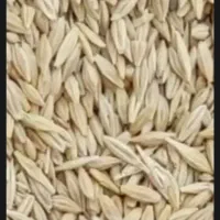 گندم و جو بذری دیم
