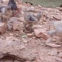 جوجه مرغ برهما بلو،پاتریج