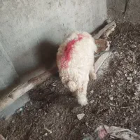 فروش بره. درجه یک