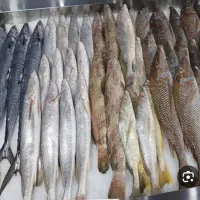 ماهی تازه