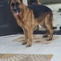 سگ ژرمن شپهرد شولاین  نر