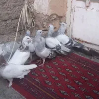 کبوتر