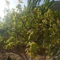 فروش-زمین-کشاورزی