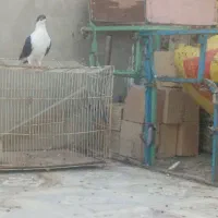 کبوتر|پرنده|نیک شهر, |دیوار