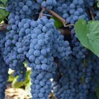 اگه میوه اینجوری میخوای بیا این کود رو بزن