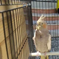 عروس هلندی ماده..بالغ..